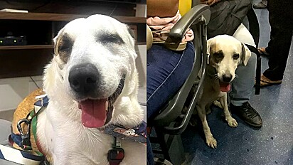 Cão que rodou três cidades de ônibus é resgatado e adotado.