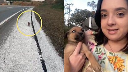 Mulher resgata filhote de cachorro de beira de estrada e encontra lar definitivo para ela.