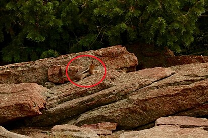 Entre a rocha superior e a debaixo há um filhote de esquilo.
