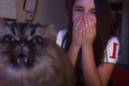 Maura fica espantada com a atuação do gato.