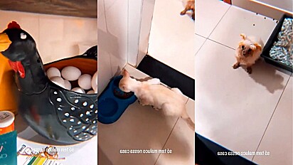 Gato rouba ovo de galinha e quebra na cabeça do cachorro.