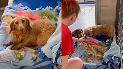 No centro de resgate de animais “National Mill”, toda vez que um cachorro é acolhido ele recebe um cobertor próprio