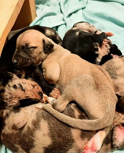 A cachorra deu a luz oito filhotes 