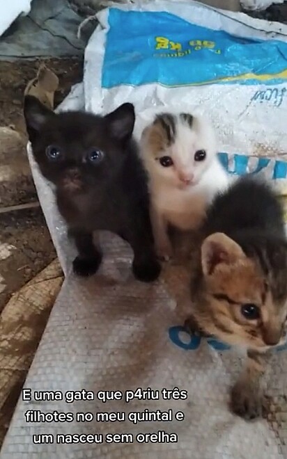 A gatinha deu à luz três filhotes.