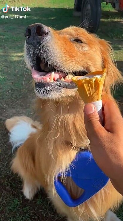 Em um primeiro momento o cachorro rejeitou o sorvete
