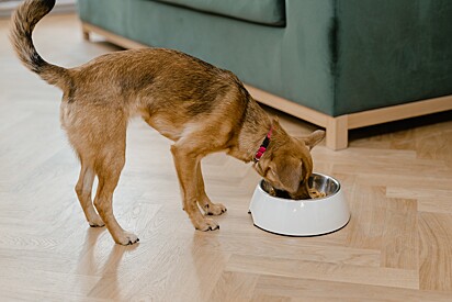 O ideal para um cachorro adulto é comer duas vezes ao dia 