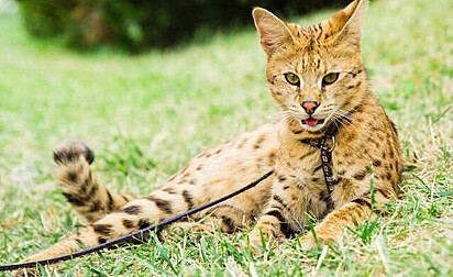 Savannah Cat é a raça de gatos mais cara do mundo