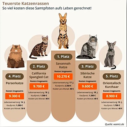 A arte ilustra as cinco raças de gato mais caras 