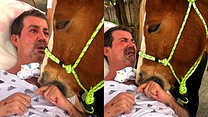 Paciente se emociona receber visita especial de um cavalo.