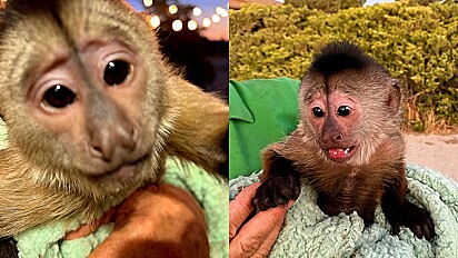 Macaco rouba celular e faz ligação à polícia que vai as pressas até zoológico.