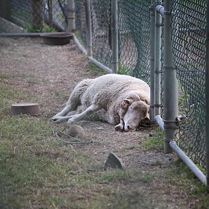 Huxley vivia deprimido no zoológico.