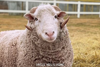 O carneiro foi resgatado pelo Uncle Neils Home (UNH), um resgate de animais de fazenda.