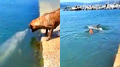 Cão é visto brincando alegremente com golfinho.