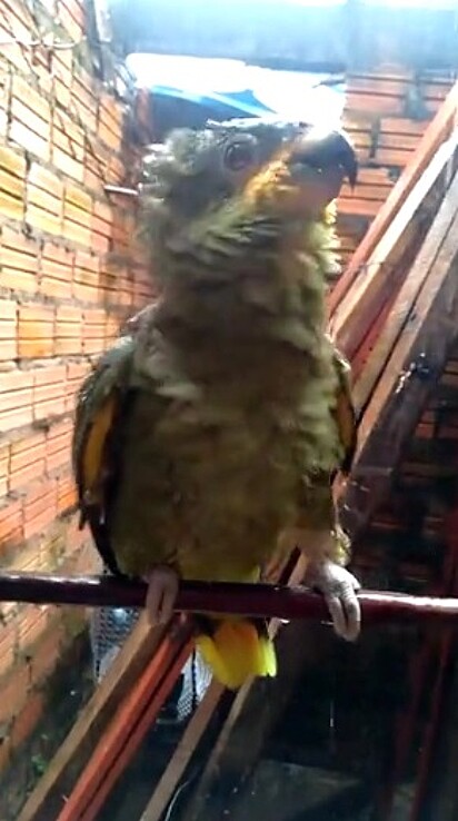 A papagaia cantando Dança do Créu.