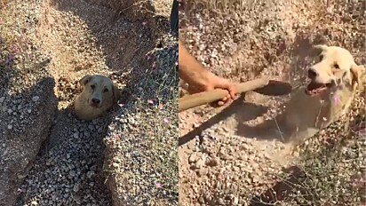 Na Turquia, deslizamento deixou cachorra soterrada 
