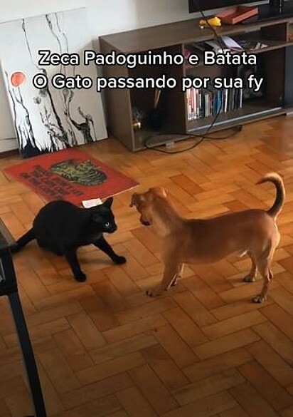 Zeca Padoguinho e o gato Batata brincam de lutinha em novo vídeo
