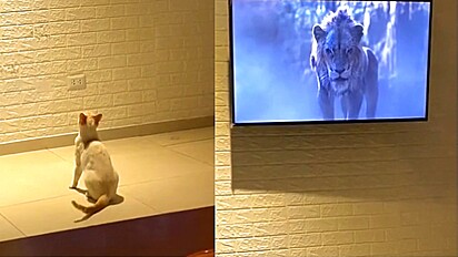 Gato tem reação hilária ao assistir cena do filme O Rei Leão.