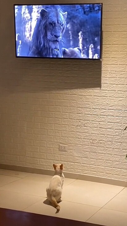 O gato Francheskito assistindo o filme.