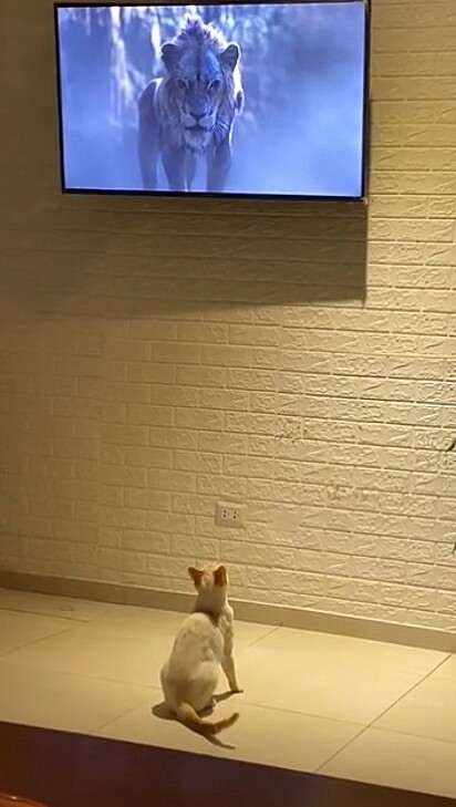 O felino concentrado na televisão.
