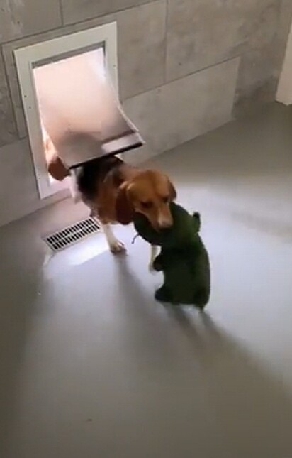 A beagle carregando o crocodilo.
