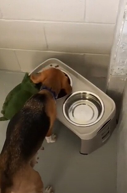 A cachorrinha alimentando o crocodilo de pelúcia.