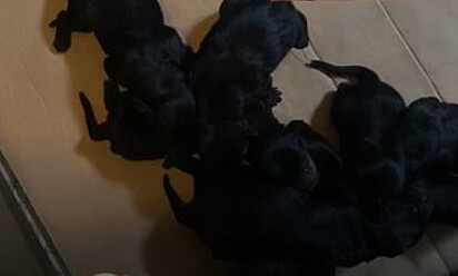Nasceram nove filhotinhos 