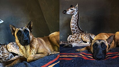 Cão de guarda de santuário não se desgruda de filhote de girafa debilitada recém chegada no local.