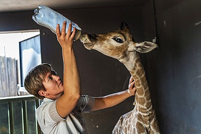 A girafa sendo alimentada.