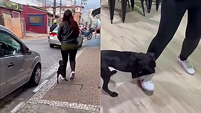 Cão agarra perna de desconhecida e a acompanha até seu trabalho.