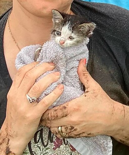 O filhote estava sujo e com frio após ser resgatado