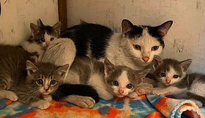 Gatinha e sua família felina aguardam para serem adotados