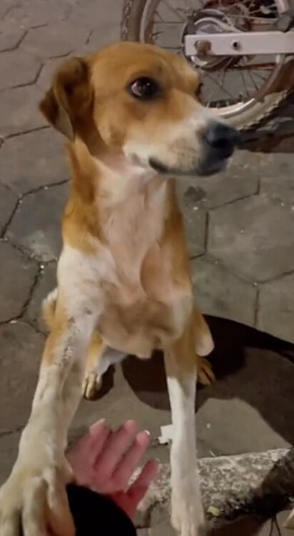 O cão olhando para Neco, o namorado de Kamila.