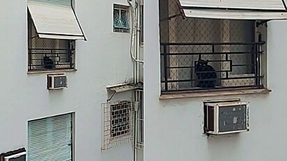 Amigos têm conversa hilária ao verem gato do vizinho petrificado na janela.