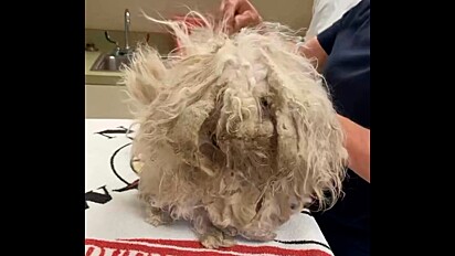 Cachorra de pelo emaranhado passa por verdadeira transformação após resgate.