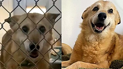 Cão que viveu 14 anos em abrigo, ganha recomeço de vida após ser adotado.