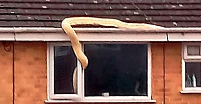 Cobra tentou entrar dentro de uma casa pela janela 