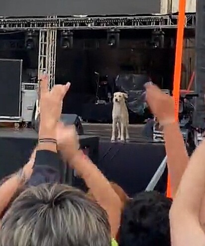O cão foi muito aplaudido pelo público.