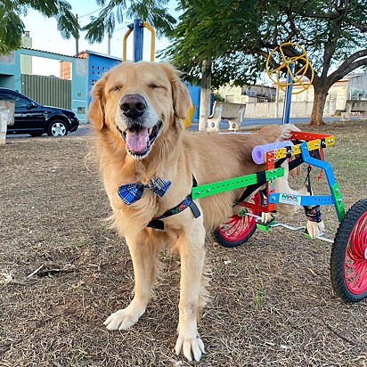 O cão ganhou uma cadeira de rodas repaginada.