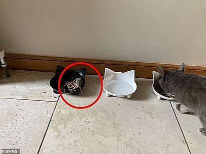 Tanto a gata quanto o rato não estavam incomodados com a presença um do outro.