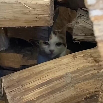 A felina escondida na pilha de lenha.