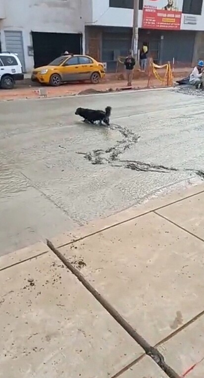 O cão atravessando a rua recém pavimentada.