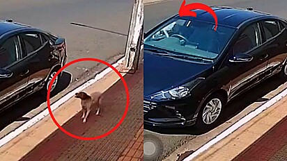 Homem esquece de fechar janela do carro, cão invade e furta frango assado.