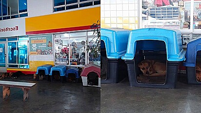 Posto de gasolina do Paraná acolhe cães abandonados.