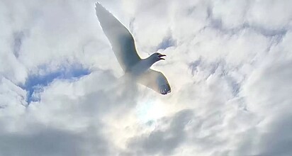 A gaivota emergindo das nuvens.