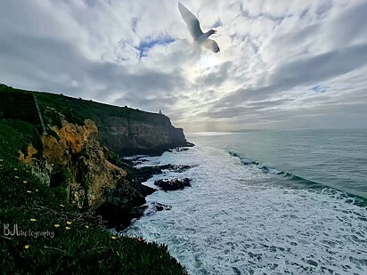 O homem registrou o penhasco, o oceano e o farol. Mais tarde descobriu que havia fotografado uma gaivota.