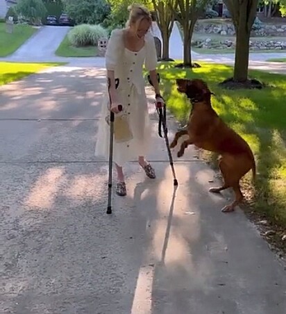 O cão vibrando de alegria ao ver sua dona andando.