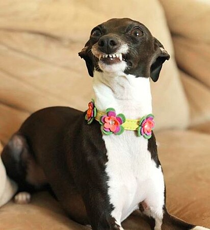 A cachorrinha ostenta seu sorriso nada convencional para milhares de seguidores