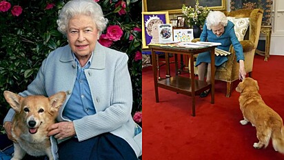 Imprensa do Reino Unido especula o que acontecerá com os corgis da rainha Elizabeth II após sua morte.