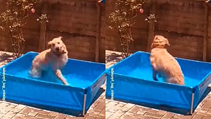 Golden retriever se divertiu com as brincadeiras na piscina