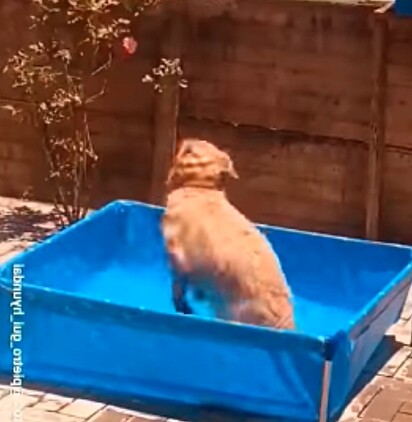 Cachorro pulava na piscina de forma frenetica